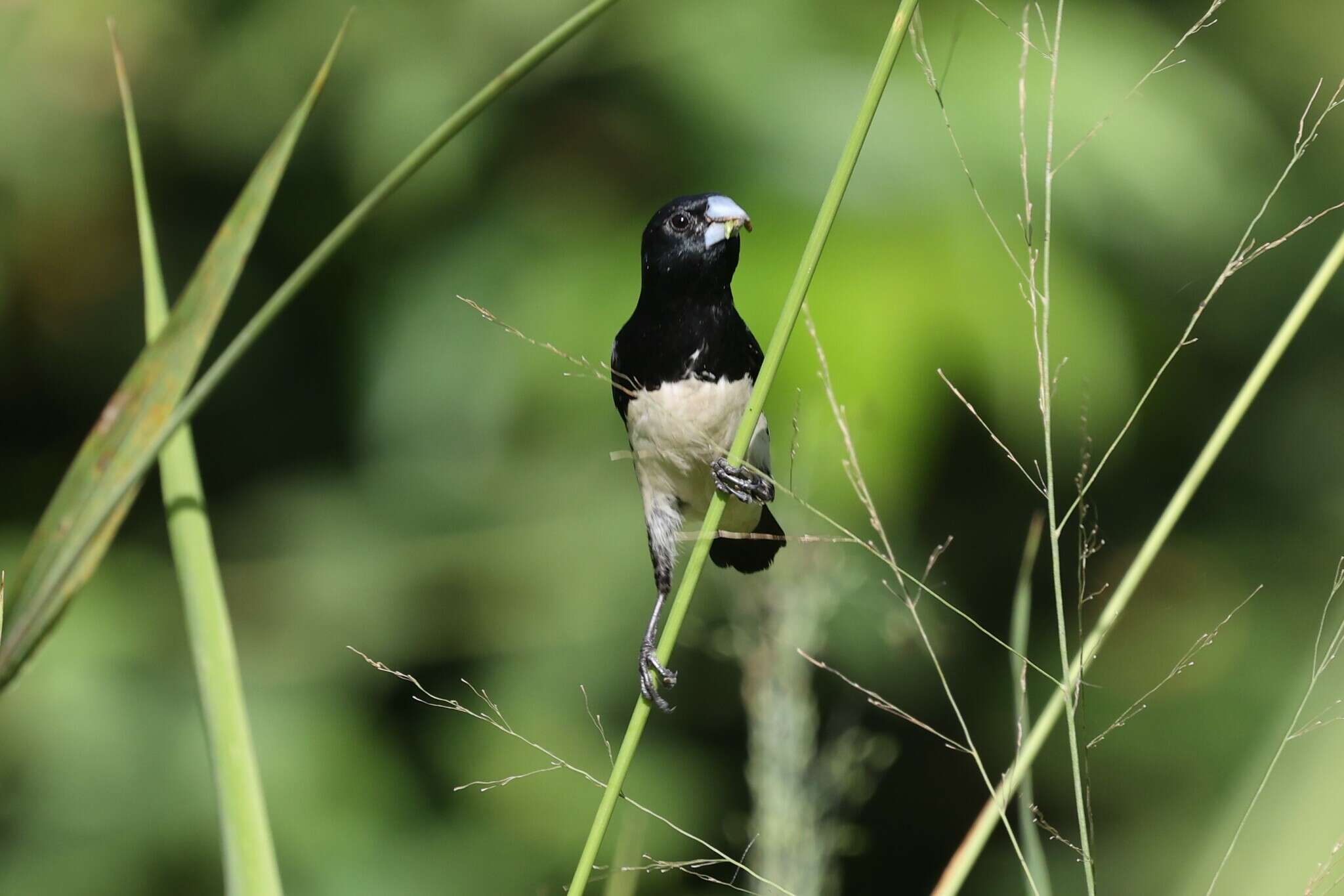 Image de Spermestes bicolor poensis (Fraser 1843)