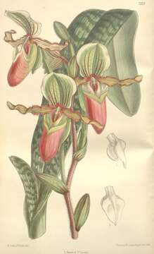 Image of Virgin Mary Paphiopedilum