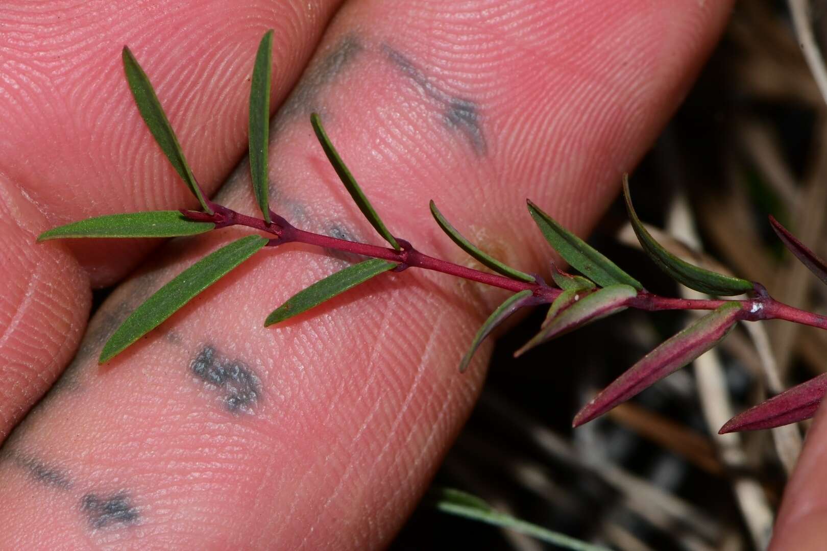 Imagem de Euphorbia gariepina subsp. balsamea (Welw. ex Hiern) L. C. Leach