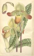 Image of Paphiopedilum mastersianum (Rchb. fil.) Stein