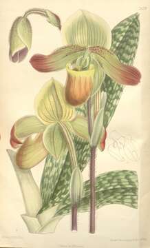 Слика од Paphiopedilum mastersianum (Rchb. fil.) Stein