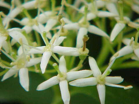 Imagem de Cornus sanguinea L.