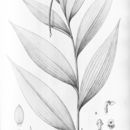 Image of Selenipedium