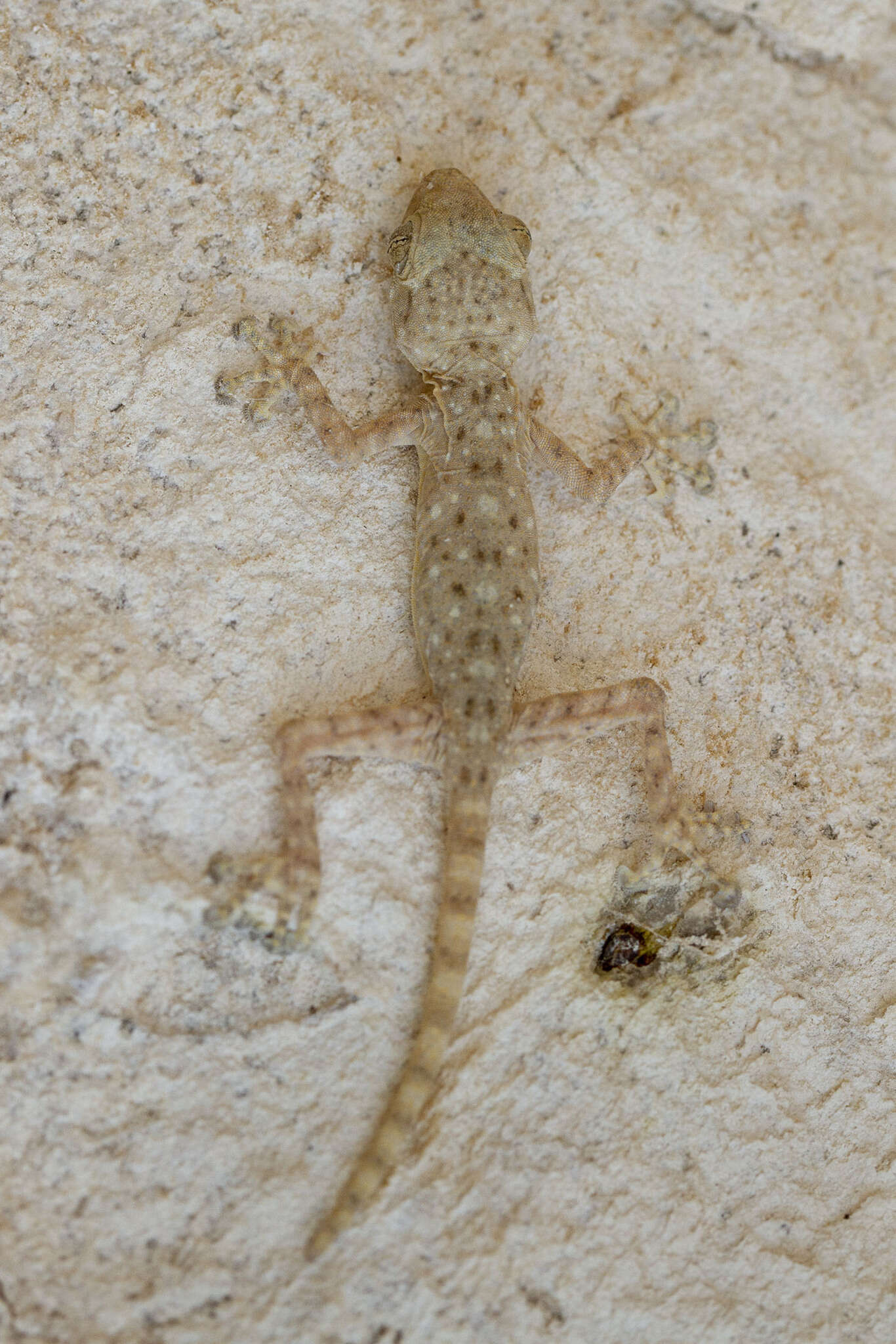 Image of Fan-fingered gecko