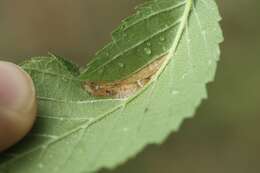 Image of Phyllonorycter argentinotella (Clemens 1859)