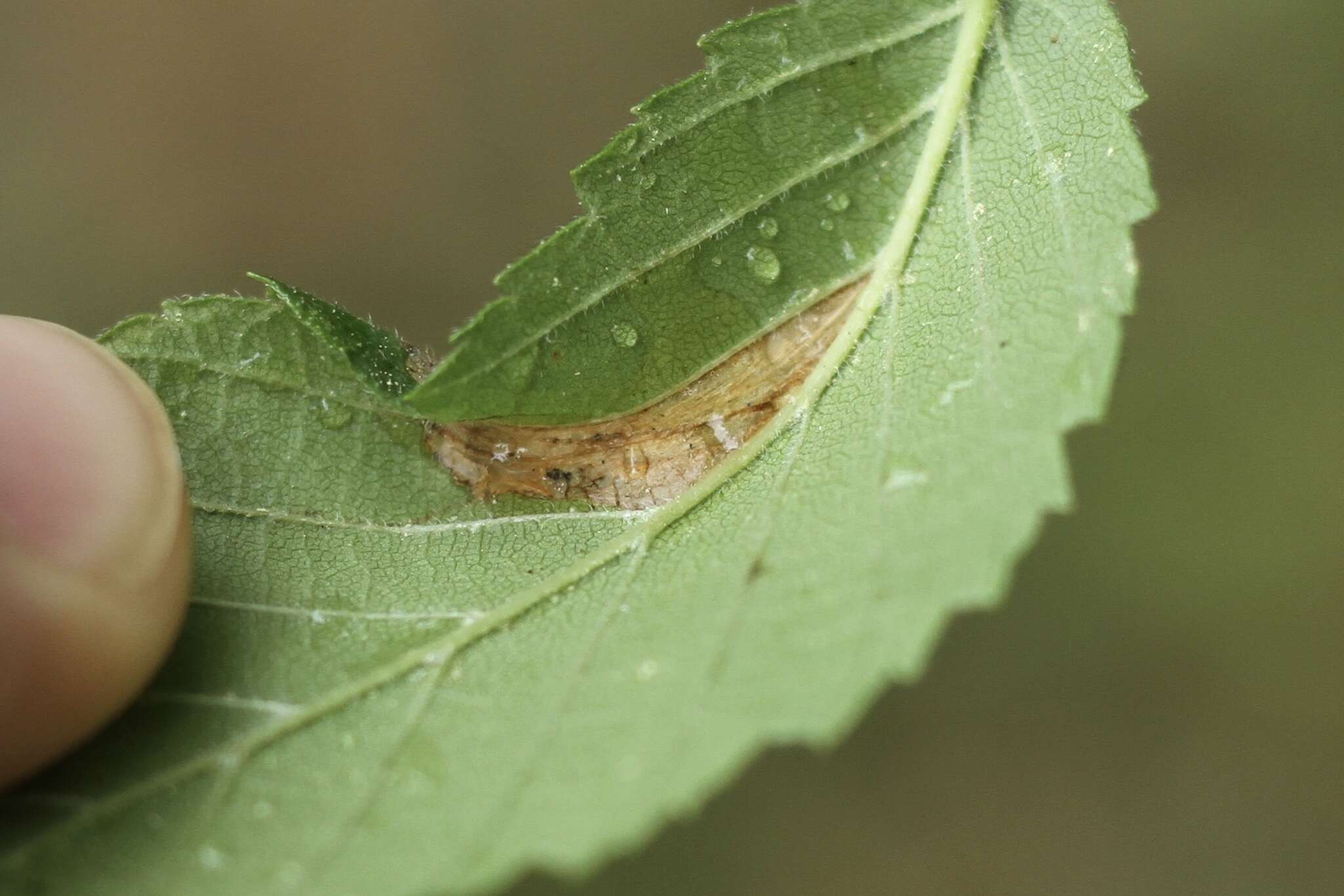 Image of Phyllonorycter argentinotella (Clemens 1859)