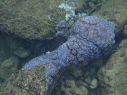 Image of Blue rice coral