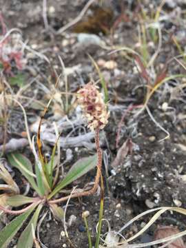 Image of gray pubescent plantain