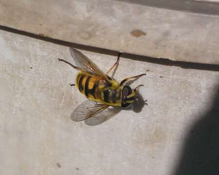 Image of Myathropa florea