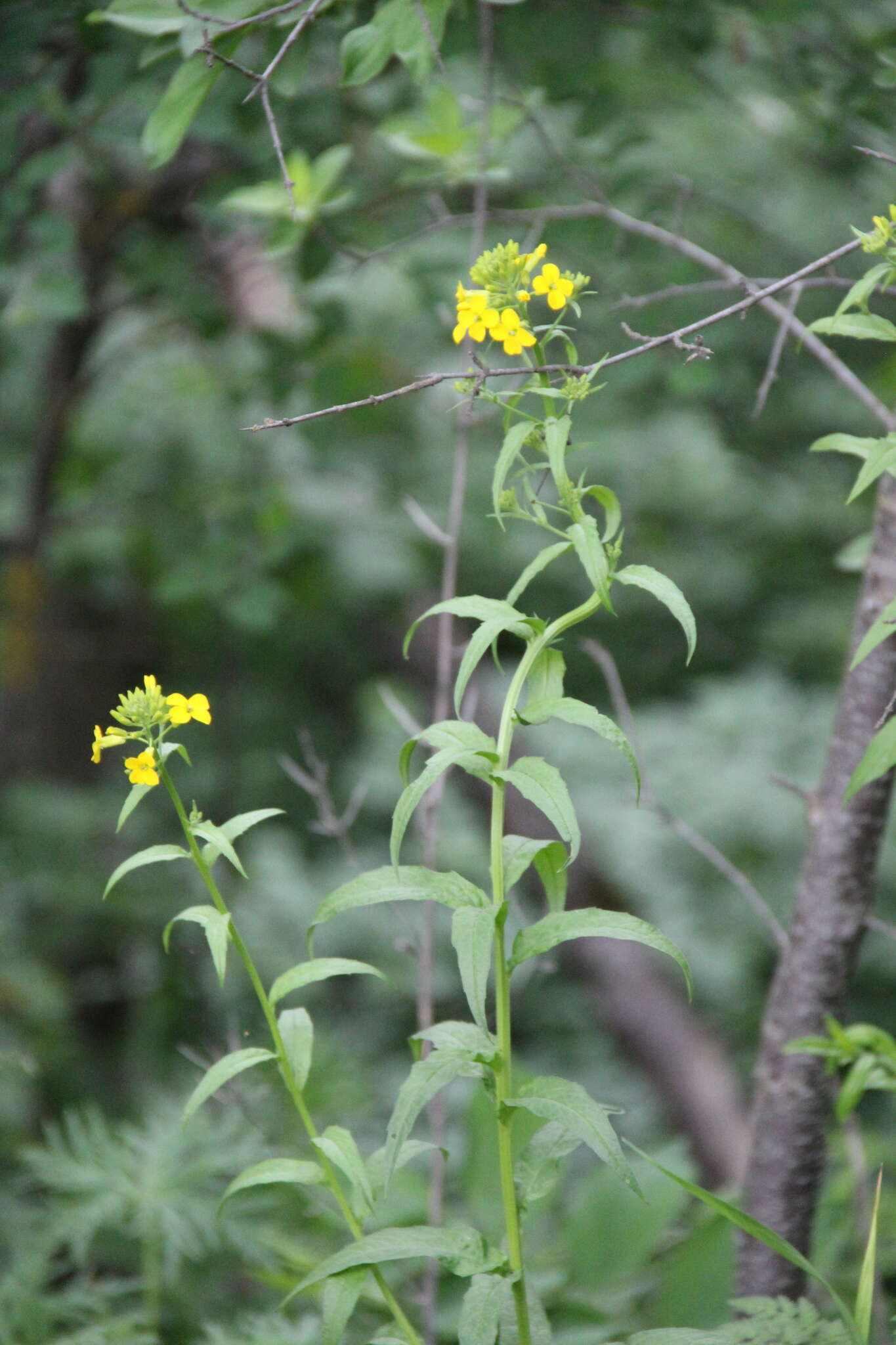 Image of Erysimum aureum M. Bieb.