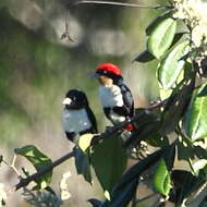 Image of Black-girdled Barbet