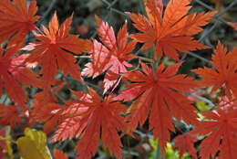 Image of Keijo Maple