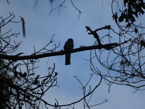 Image of Mountain Trogon