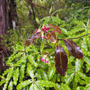 Image de Pittosporum colensoi Hook. fil.