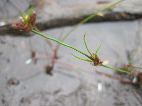 Image of Hairy-Leaf Rush