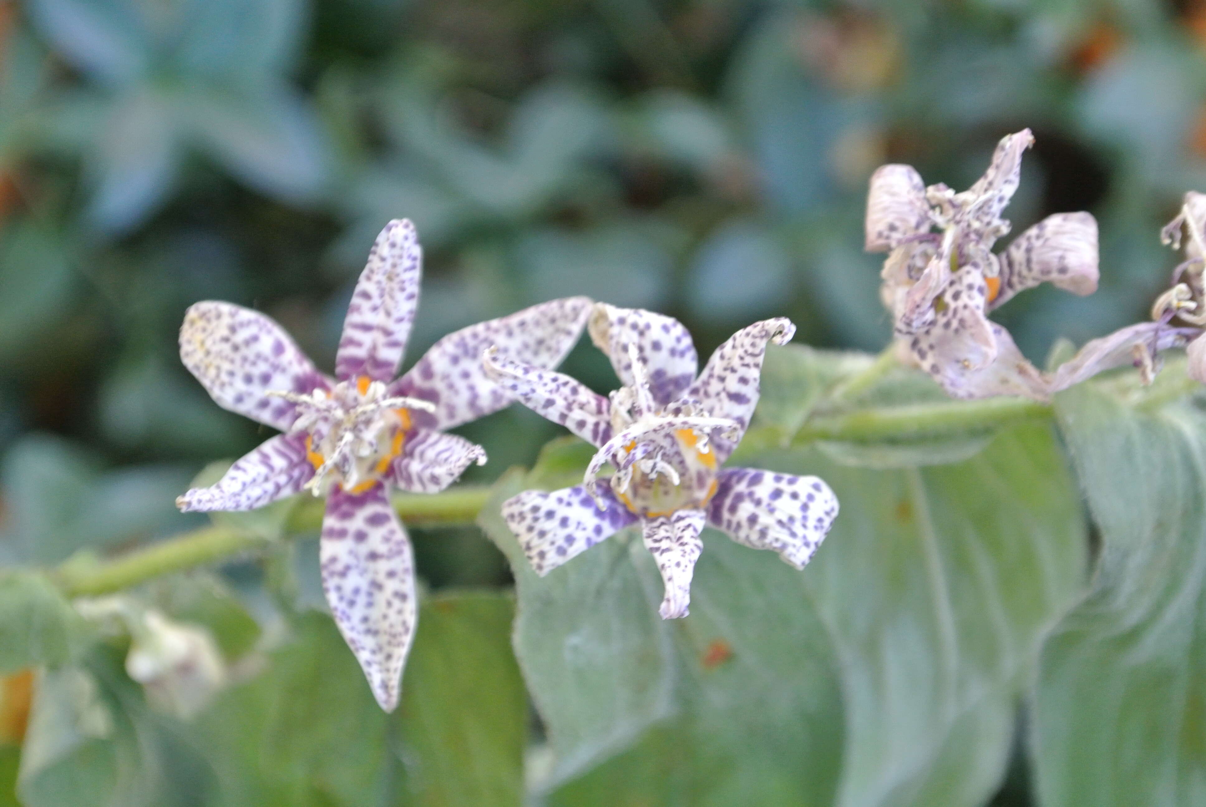 Image of toad lily