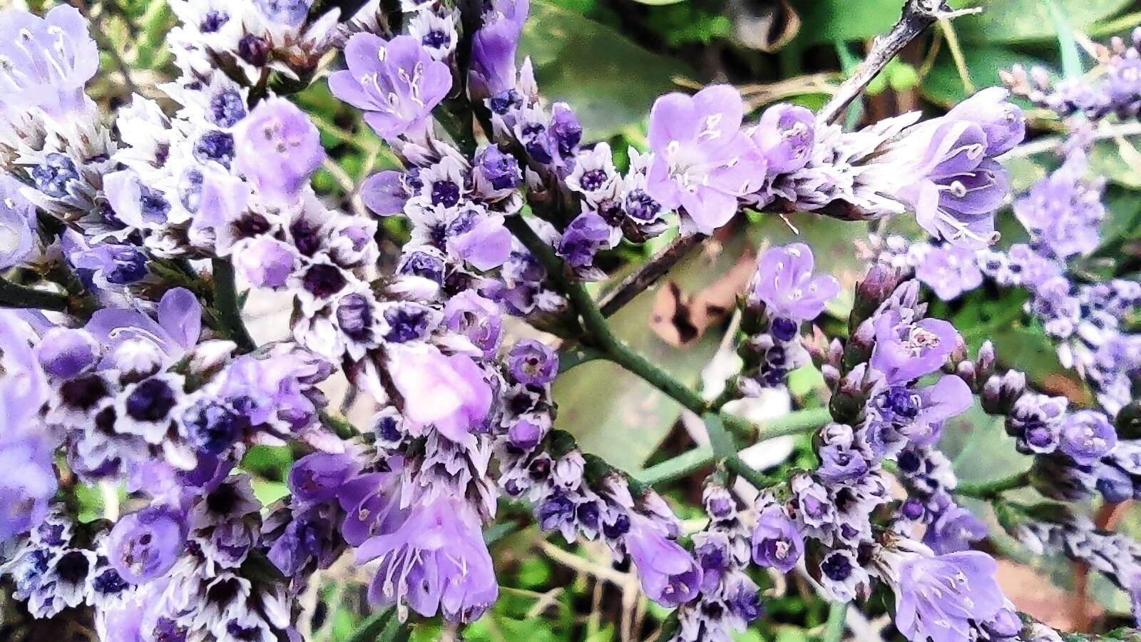 Image of Limonium compactum Erben & Brullo