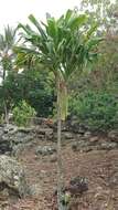 Imagem de Cordyline fruticosa (L.) A. Chev.