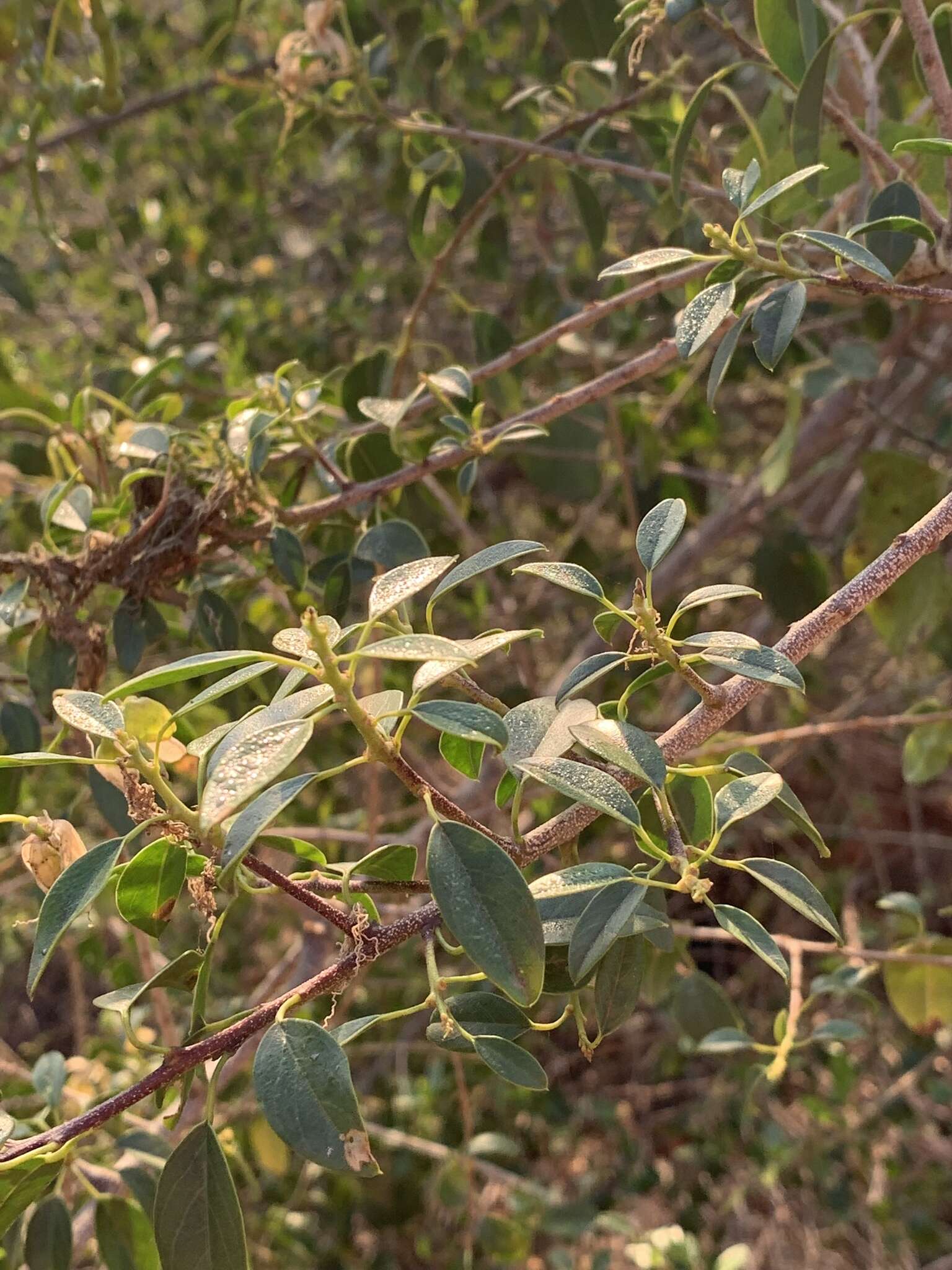 Image of Maerua angolensis subsp. angolensis