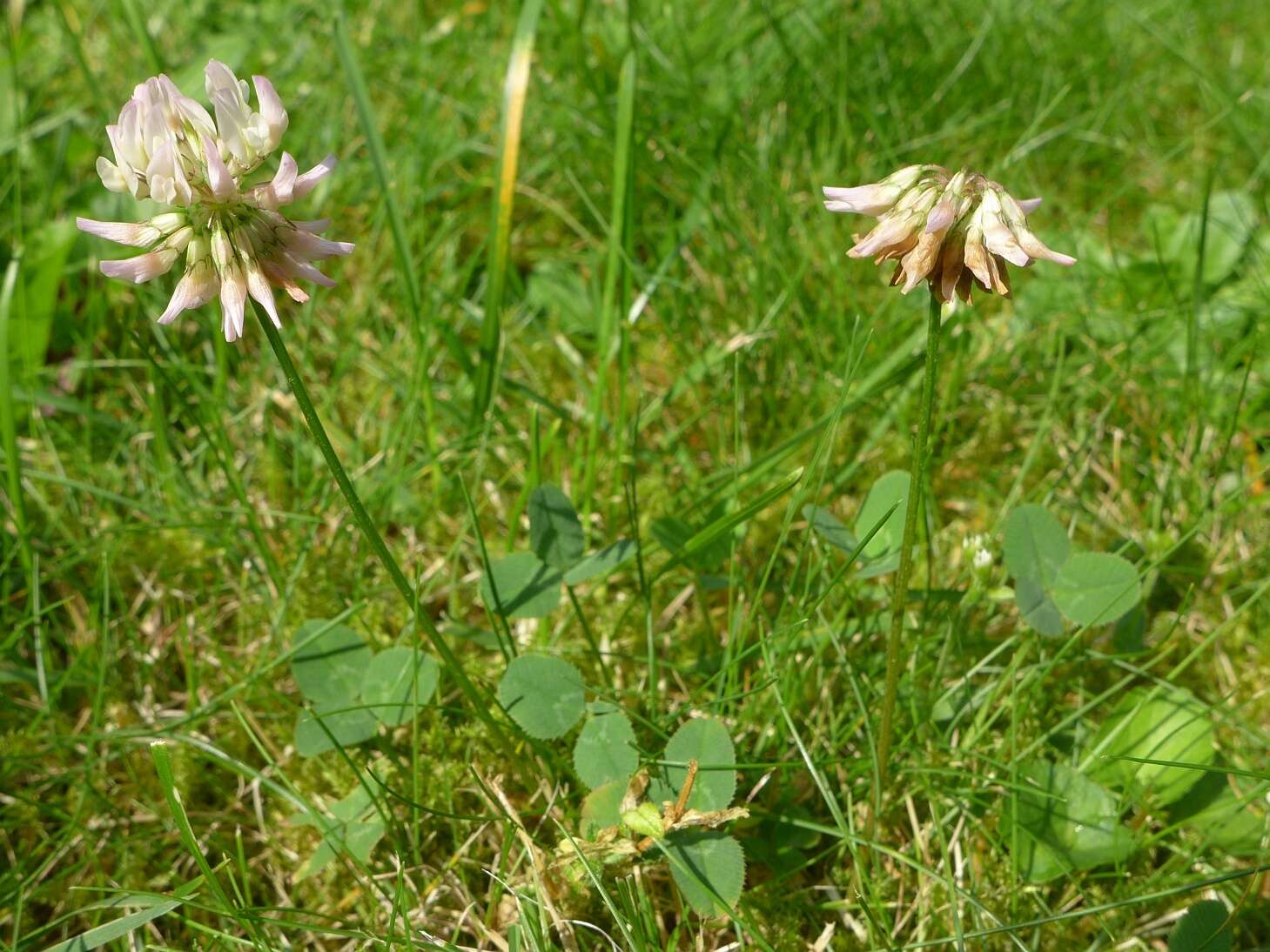 Image of white clover