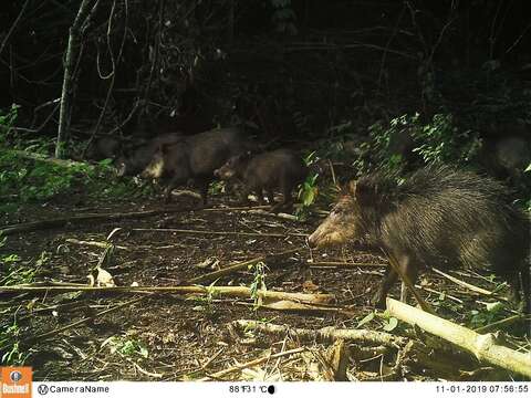 Image of white-lipped peccary