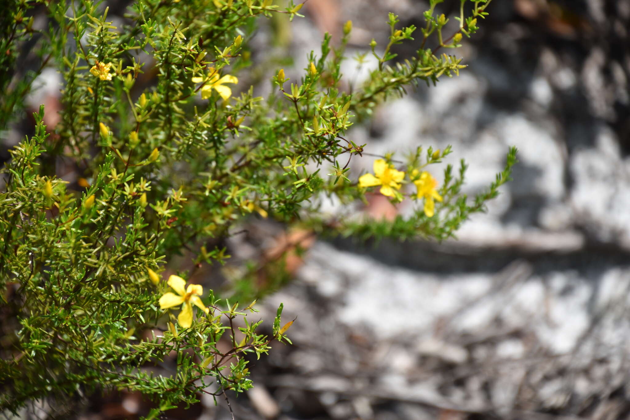 Image of Atlantic St. John's-Wort