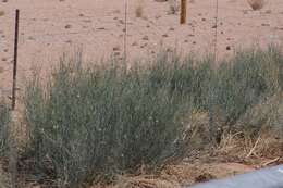 Image of Desert Broom