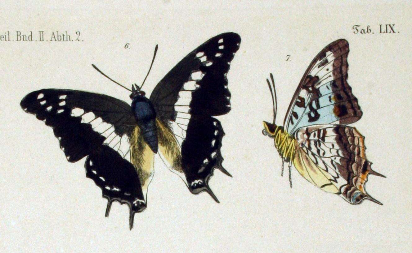 Charaxes achaemenes Felder & Felder 1866 resmi