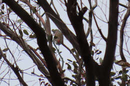 Image of Diamond Firetail