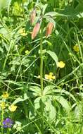 Imagem de Ranunculus acris L.