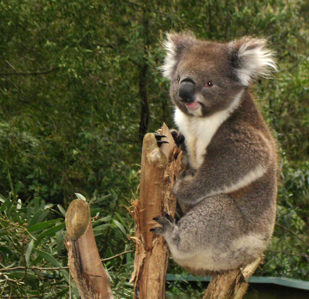 Image of koalas