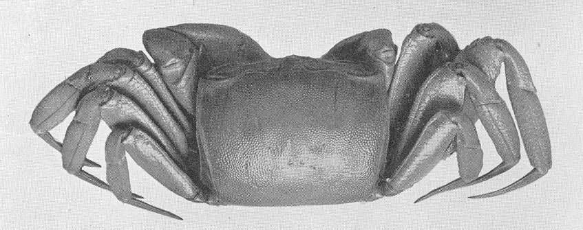 Imagem de Ocypode africana de Man 1881