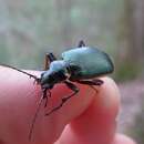 Imagem de Calosoma (Calosoma) wilcoxi Le Conte 1847