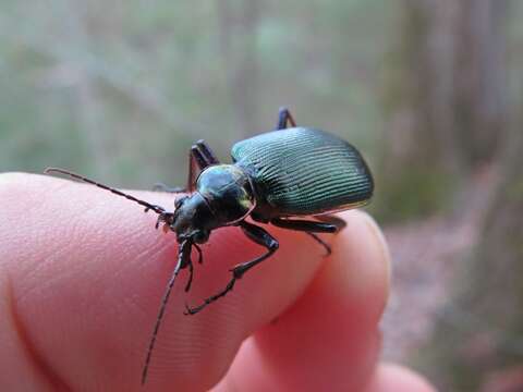 Слика од Calosoma (Calosoma) wilcoxi Le Conte 1847