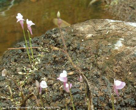 Image of Utricularia heterosepala Benj.