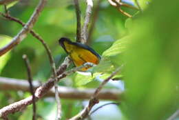 Image of Orange-bellied Flowerpecker