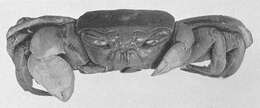 Imagem de Ocypode africana de Man 1881