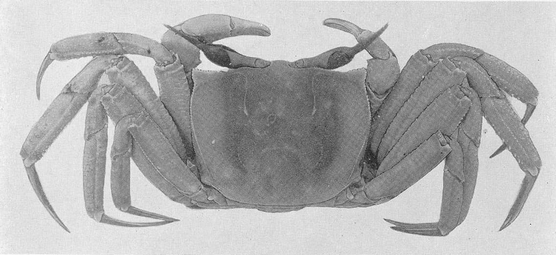 Image of tufted ghost crab