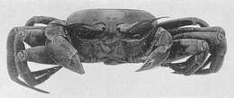 Image of tufted ghost crab