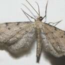 Image de Idaea attenuaria Rambur 1833