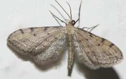 Image de Idaea attenuaria Rambur 1833