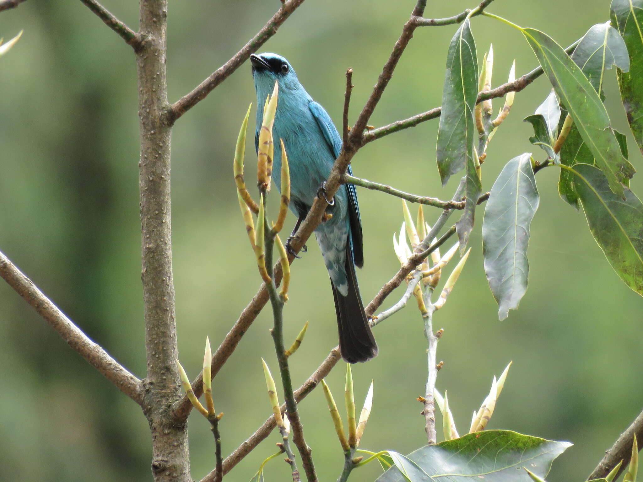 Image of Verditer Flycatcher