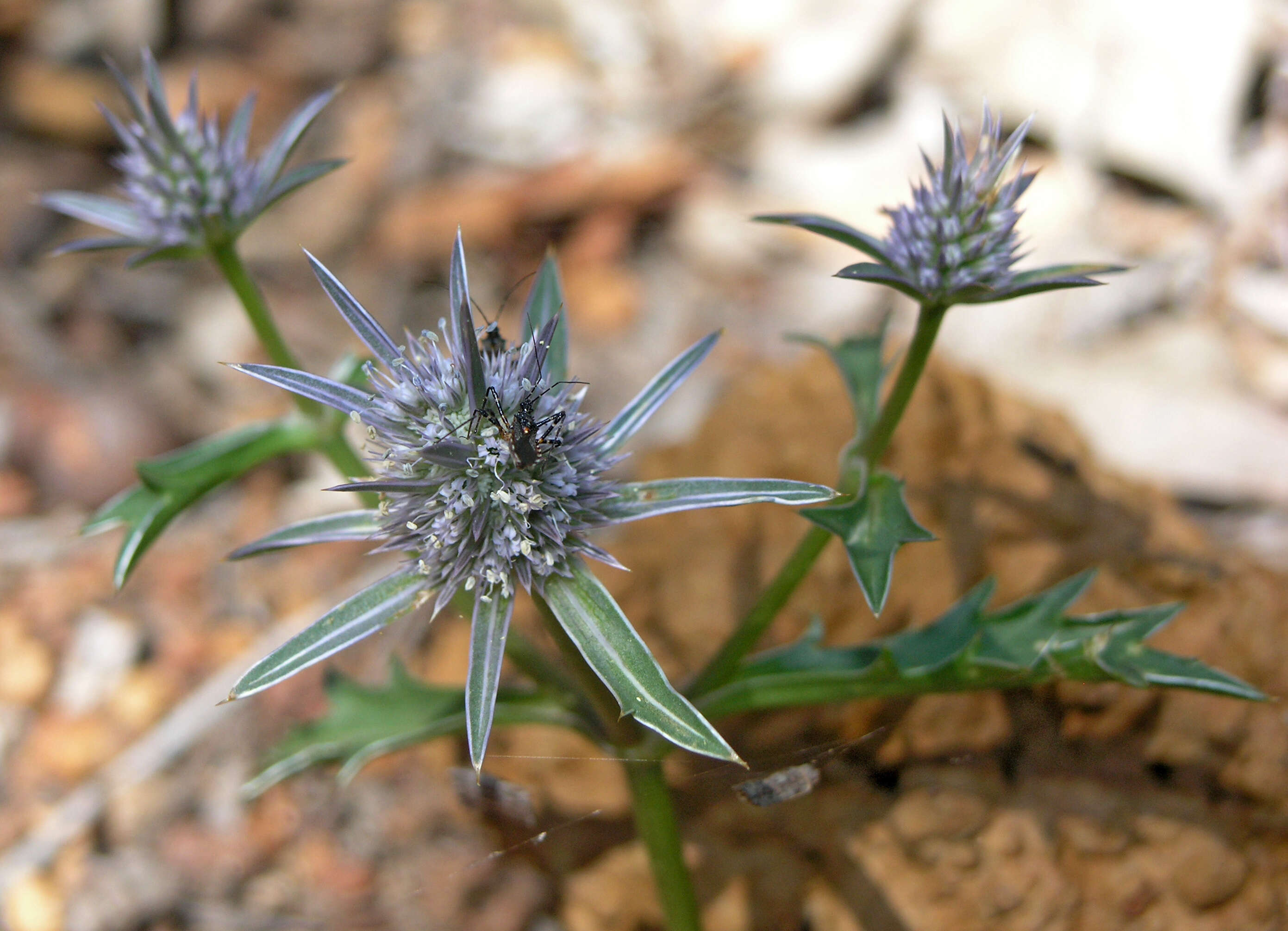 Eryngium pinnatifidum Bunge resmi