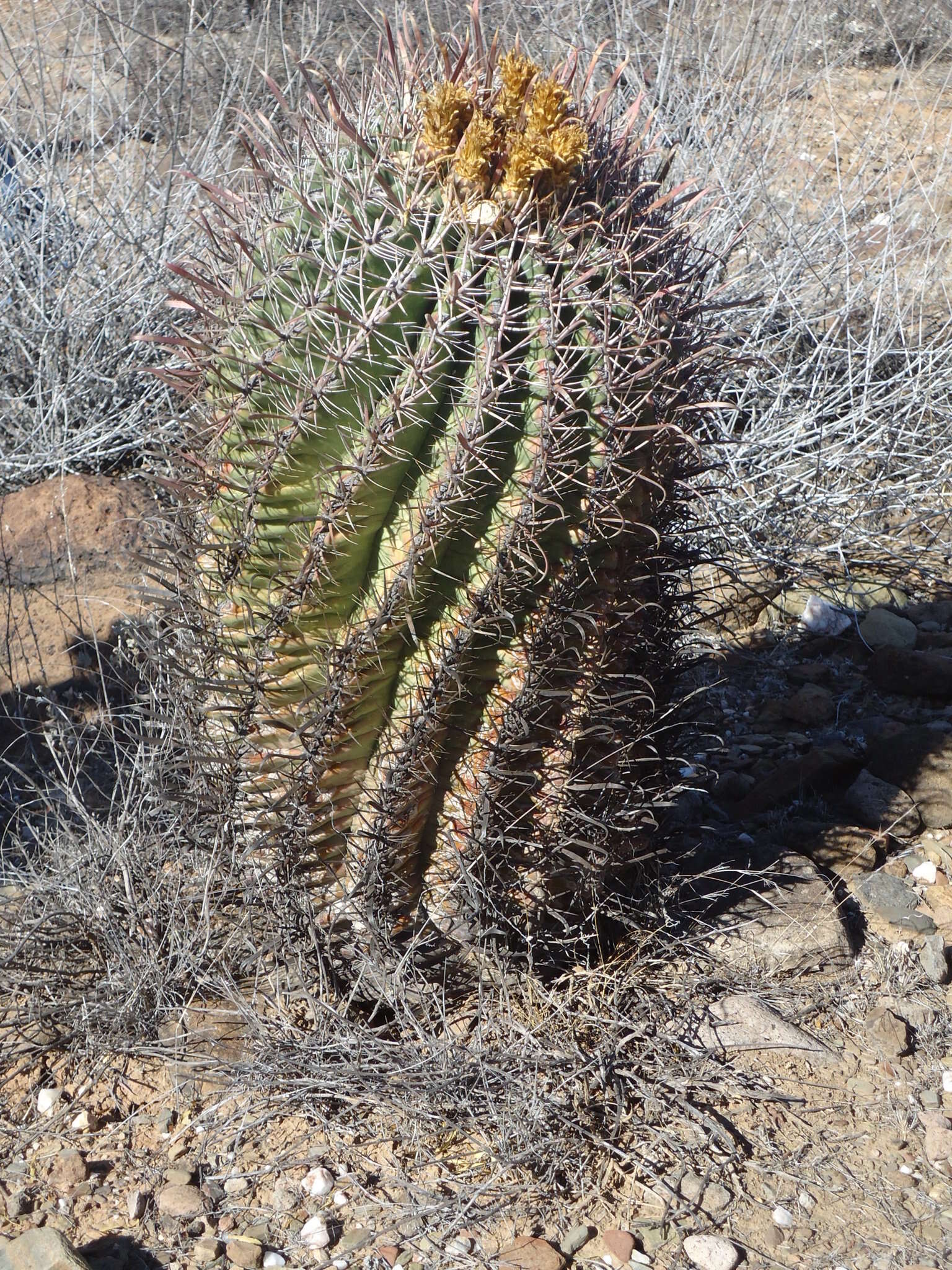 صورة Ferocactus peninsulae (F. A. C. Weber) Britton & Rose