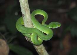 Image of Kramer's Pit Viper