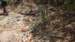 Image of Sansevieria canaliculata Carrière