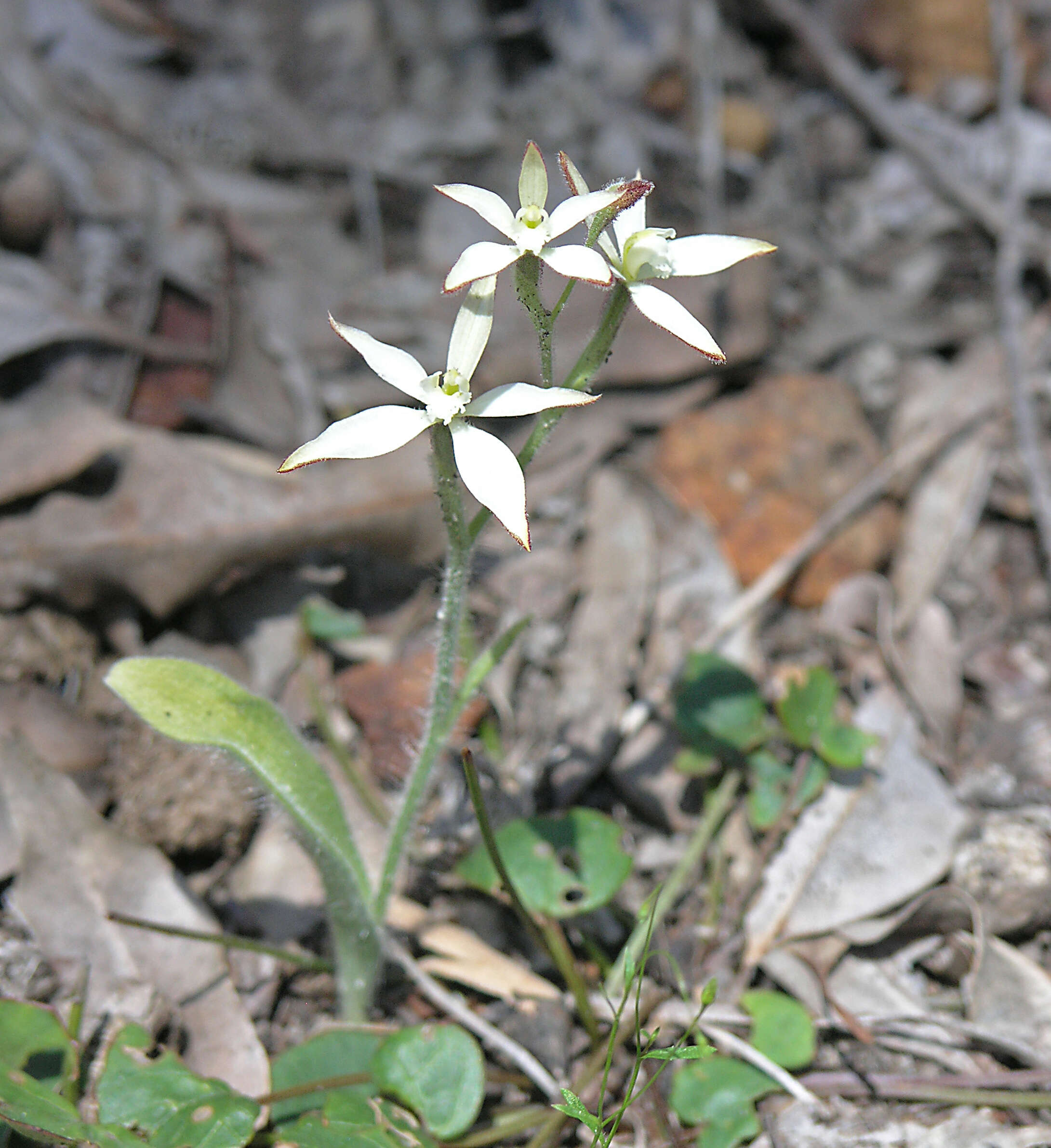 Image of Caladenia marginata Lindl.