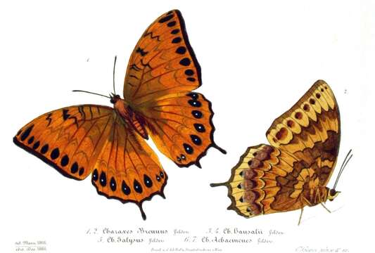 Image of Charaxes latona Butler 1865