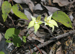 Image de Caladenia flava R. Br.