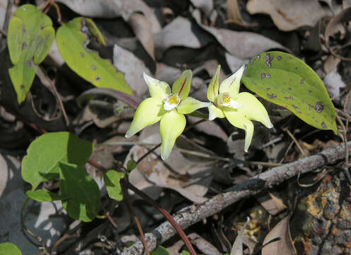 Image of Caladenia flava R. Br.